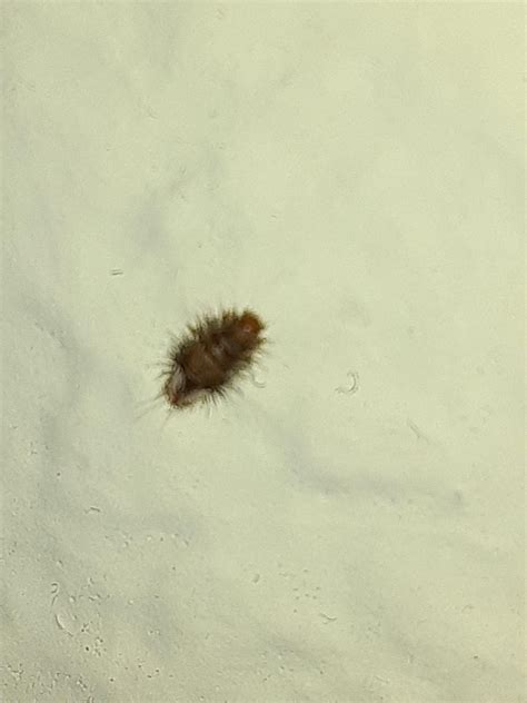 Sorry For Potato Quality Found This Guy Crawling Up My Wall In
