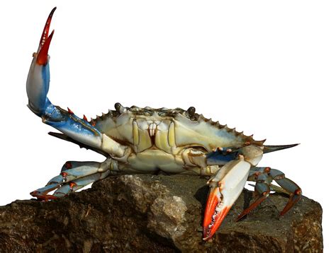Blue Crab Exhibit At Maryland Science Center Shows Strains Of