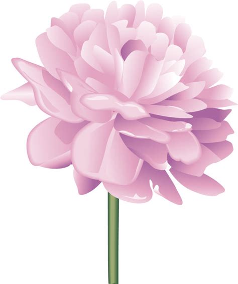 Free Peony Cliparts Download Free Peony Cliparts Png Images Free