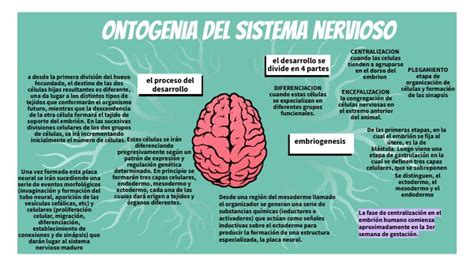 Ontogenia Del Sistema Nervioso