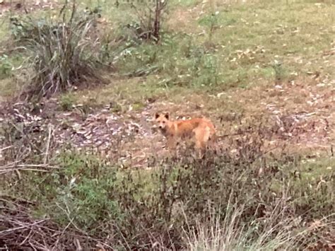 Renewal Of Aerial Baiting Exemption In Victoria For Wild Dog Control