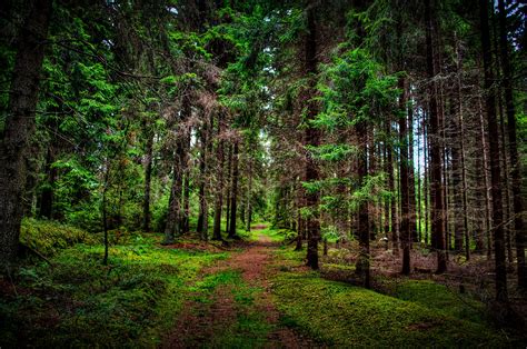 Forest Trees Hd Nature 4k Wallpaper