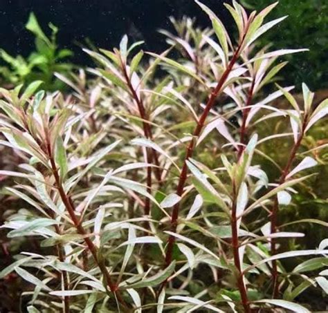 Ludwigia Sp White5 Stems Buy Aquarium Plants And Aquarium Fishes Online