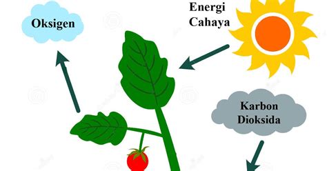 Fotosintesis Pada Tumbuhan Mengenal Proses Dan Reaksinya Kumparan Hot