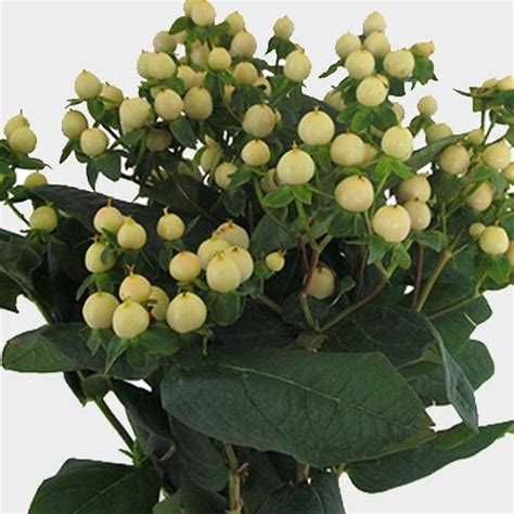 Hypericum White Flowers Wholesale Blooms By The Box