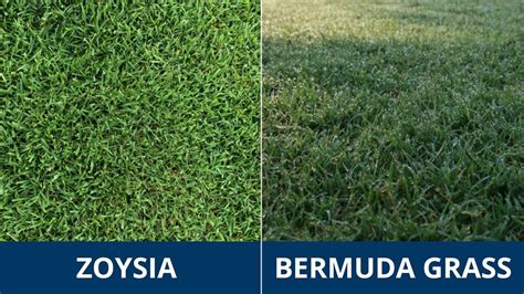 Bermuda Grass Ls