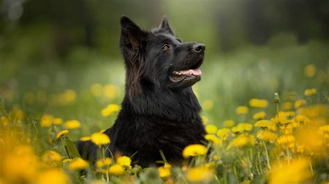 Black German Shepherd Dog Pet Is Sitting In Yellow Dandelion Field Hd