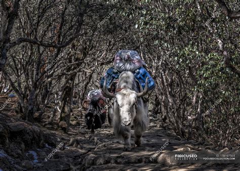 Nepal Himalaya Khumbu Pack Animals On Hiking Trail — Himalayas