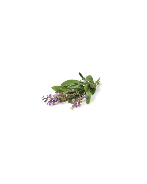 Semillas De Salvia Comprar Online Pur Plant