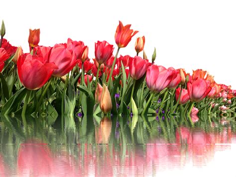 Download Tulips Isolated Red Royalty Free Stock Illustration Image