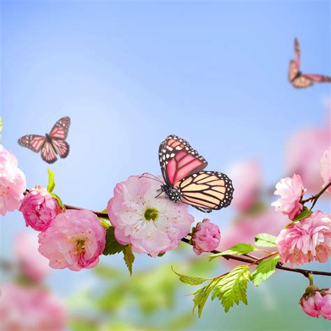 Flowers Butterflies Spring Bloom Branch Ipad Pro Wallpapers Free Download