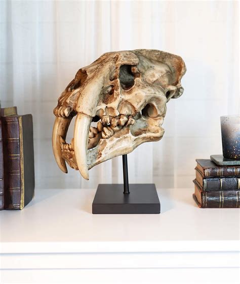 Buy Ebros Faux Taxidermy Replica Sabertooth Tiger Cat Fossil Skull
