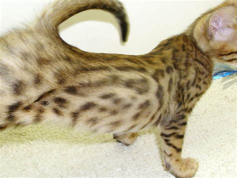 Cats, kittens, and kitties available for adoption in the los. Purebred Bengal Kittens FOR SALE ADOPTION from Belleville ...