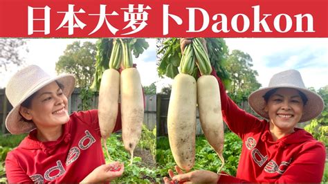 Daikon Daikon How To Grow And Cook Daikon