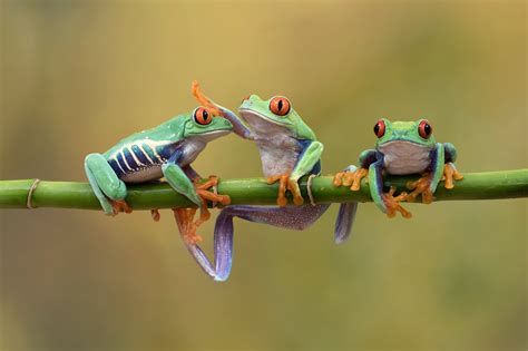 1280x720 Resolution Macro Photography Of Three Frog On Bamboo Stick