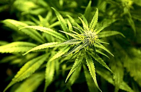Drogen Als Zugabe Cannabis Am Kiosk Panorama Stuttgarter Zeitung