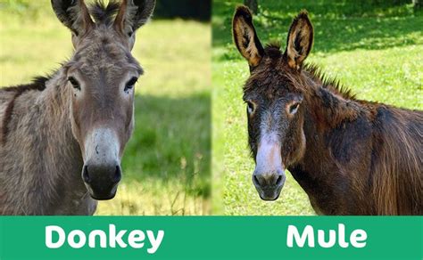 Mule What Are The Differences Between A Mule And A Donkey Worldatlas