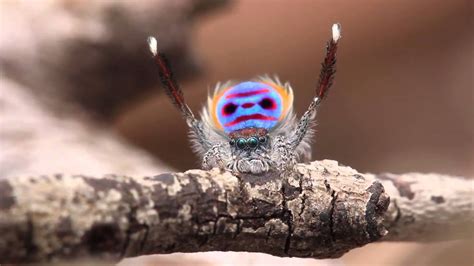 Peacock Spider Dances To Ymca Youtube