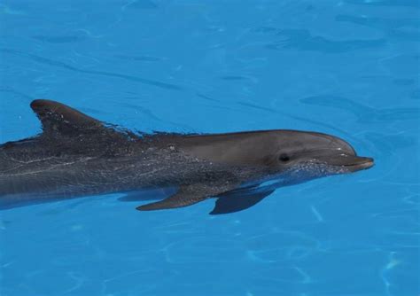 Common Bottlenose Dolphin The Animal Facts Appearance Diet Range