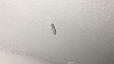 Tiny Larvae On Ceiling