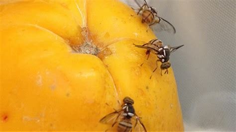 La Neighborhood Quarantined Due To Invasive Fruit Fly Infestation
