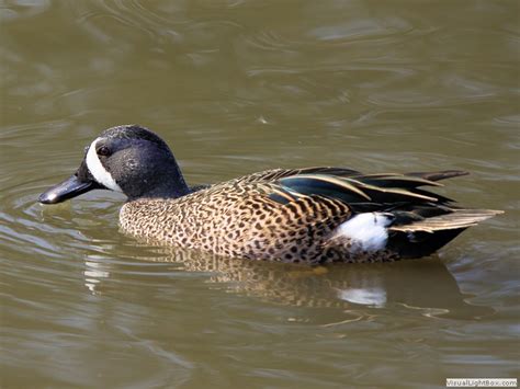 Identify Blue Winged Teal Wildfowl Photography