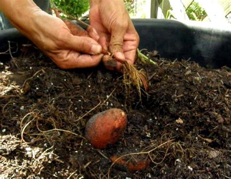 How To Start Your Own Sweet Potato Slips For Growing Sweet Potatoes