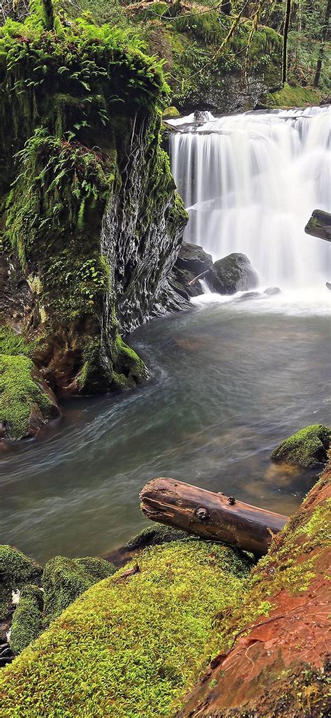 Forest River Waterfall Log Moss Rocks 1080x2340