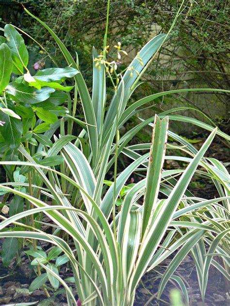 Variegated Flax Lilly 112015 Garden Projects Front Yard Plants