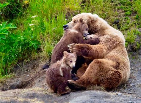 Grizzly Bears Animals Beautiful Animals Wild Cute Baby Animals
