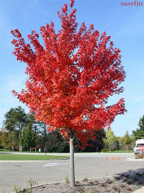 Autumn Blaze Maple Trees ~ Autumn Crafts Picture