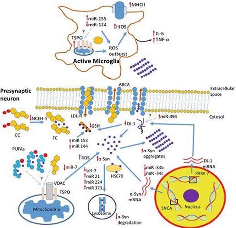 Alpha Synuclein Aggregation Cholesterol Transport And The 18 KDa