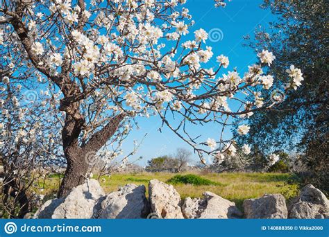 Almond Tree With White Flowers In Spring Stock Photo Image Of