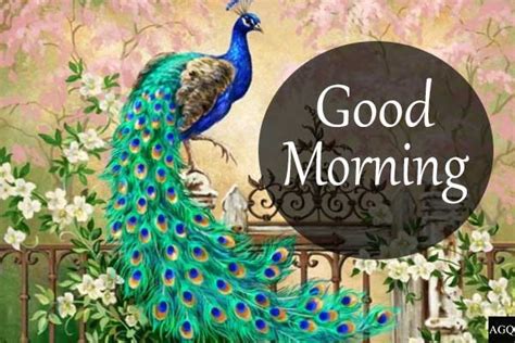 Good Morning Peacock Images And Pics