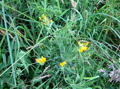 Nine common weeds are the bane of most homeowners. Filnore Woods Blog: Yellow flowers of July