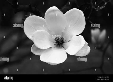 Magnolia Spring Flowers Black And White Soft Stock Photo Alamy