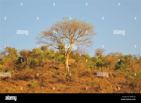Ethiopian Trees Stock Photo Alamy