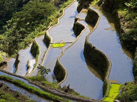 Unesco Terracing World Heritage Rice Terraces Near Banaue Philippines