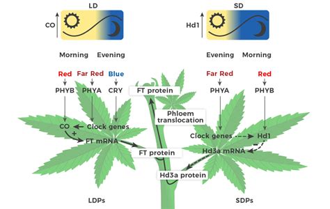 Best Cannabis Light Cycle Schedule For Growing Weed By Stage