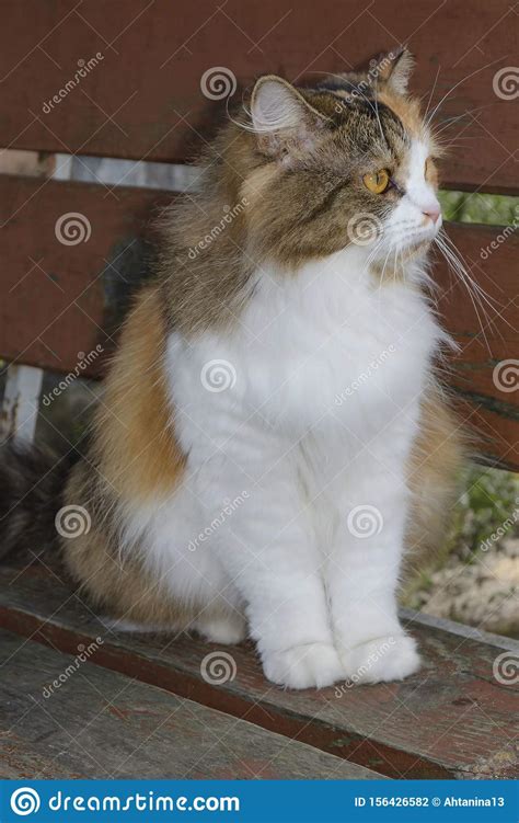 Very Fluffy Cat Sits On A Bench Stock Photo Image Of Charming Hairy