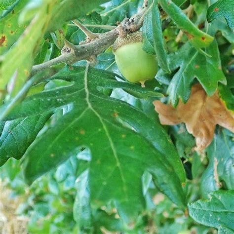 Quercus Garryana Oregon White Oak Garry Oak 10000 Things Of The