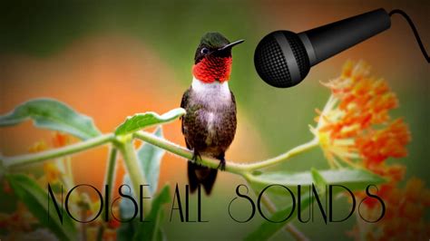 Bird sounds birds chirping sound effects for 1 minute long. Birds Chirping Sound Effect - Relaxing Time - FX Movie ...