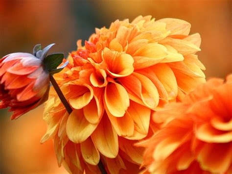 Orange Dahlia Photo Multifoliate Dahlia Picture Preview