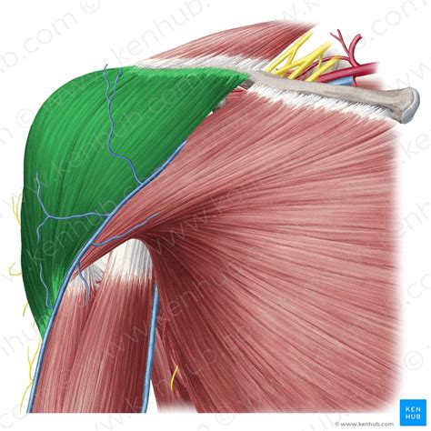 Teres Major Muscle Anatomy Function Clinical Aspects Kenhub