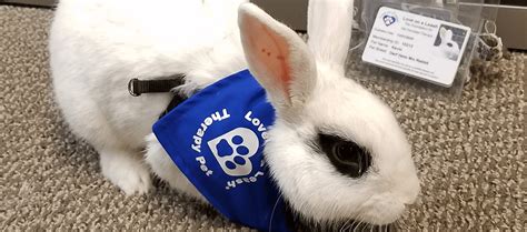 Therapy Cats And Rabbits Love On A Leash®