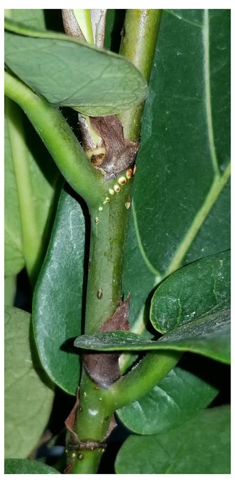 In the case of such a black hole, the observed radio and infrared energy emanates from gas and dust heated to millions of degrees while falling into the black hole.36. Help! Is this scale on my fiddle leaf fig?