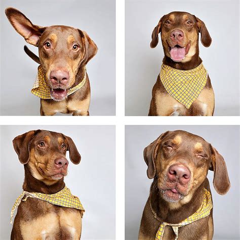 Photo Booth Project That Helps Shelter Dogs Find New Homes