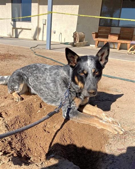 Blue Heeler German Shepherd Mix Info Pictures Facts Faqs And More