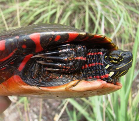 Painted Turtle Claws Male Painted Turtles Chrysemys Picta Flickr