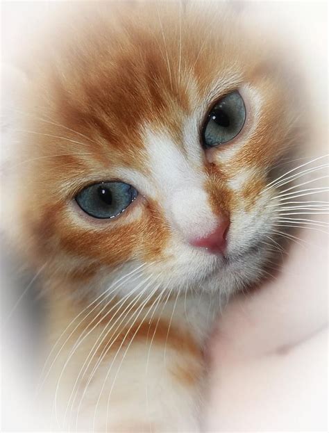 Blue Eyed Ginger Kitten With White Very Pretty So Soft Looking